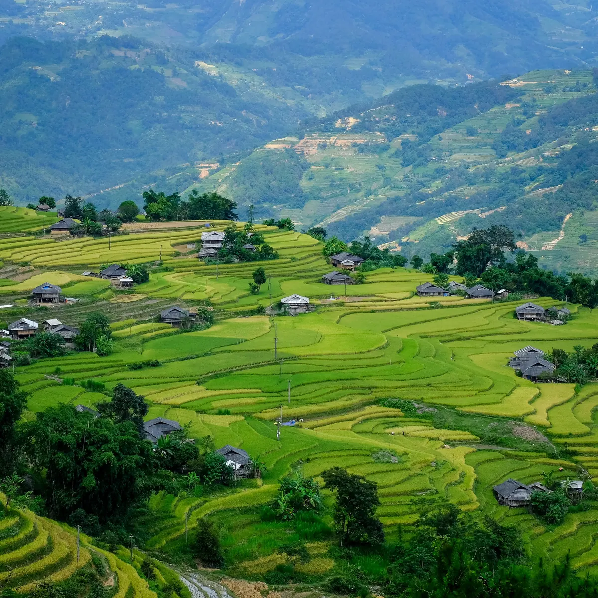Terraced rice fields in Vietnam